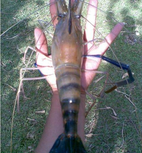 湄公河巨虾出现在中国水域,网友:能吃吗?