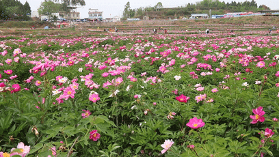 30000亩芍药花开！成都出发1.5h，免费赏花、徒步、游山…绝了