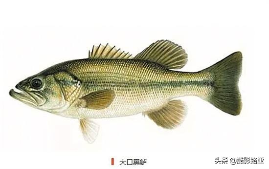 不要見了它就叫鲈魚 因為鲈魚隻是個統稱 天天看點