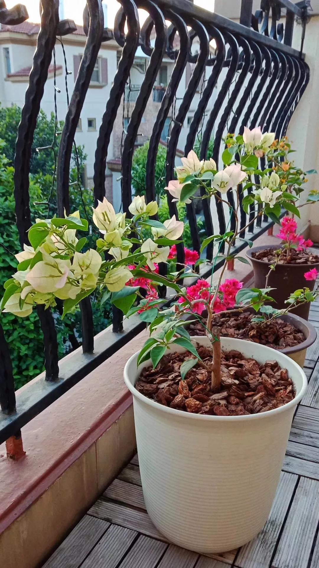 20种“懒人”花草，阳台客厅必备，好养好看，还能净化空气