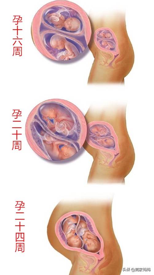 古代孪生子少是有原因的！了解双胞胎出生前的发育历程，太神奇了