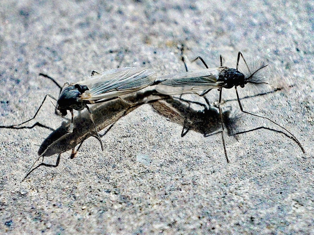 全球已知蠓类5360种,其中库蠓1224~1530种,细蠓133种,铗蠓属蠛蠓亚属