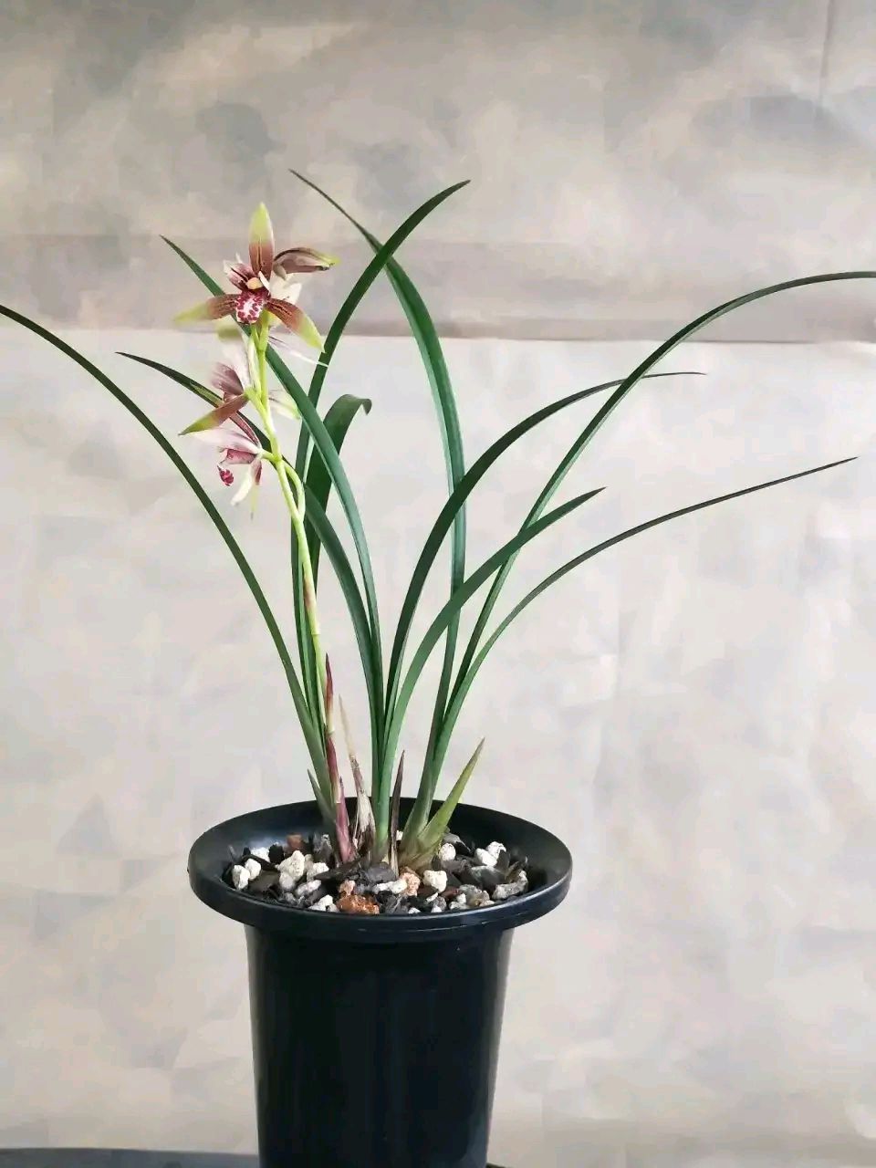 建兰品种大全(性价比超高的10款兰花介绍)