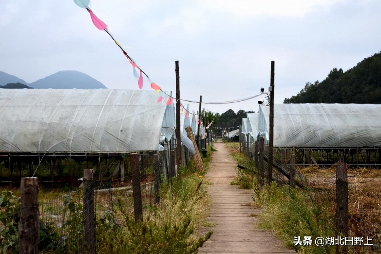 田野上团队下乡小记丨走进省级美丽乡村示范村—分乡镇百里荒村