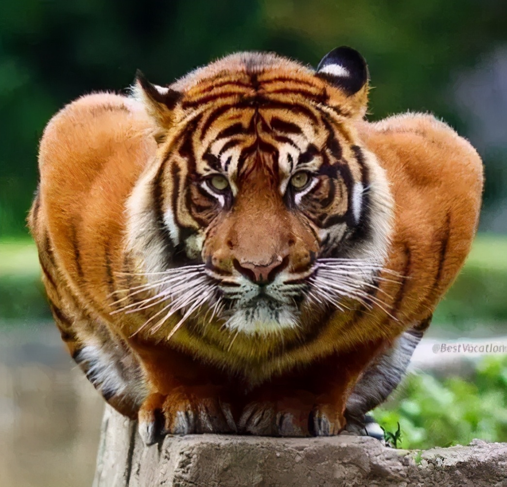 野生东北虎进村伤人,老虎究竟有多厉害?