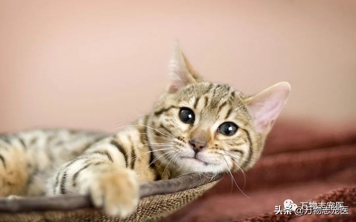 猫咪吐舌头是单纯的傻吗？