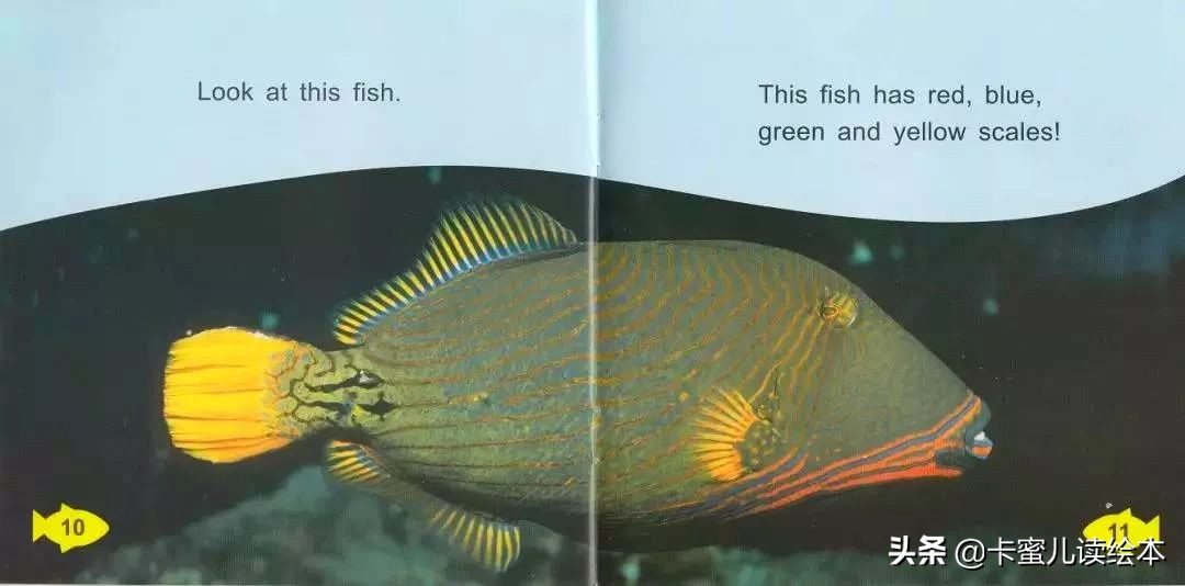 英文有聲繪本《Fish Colours》魚的顏色