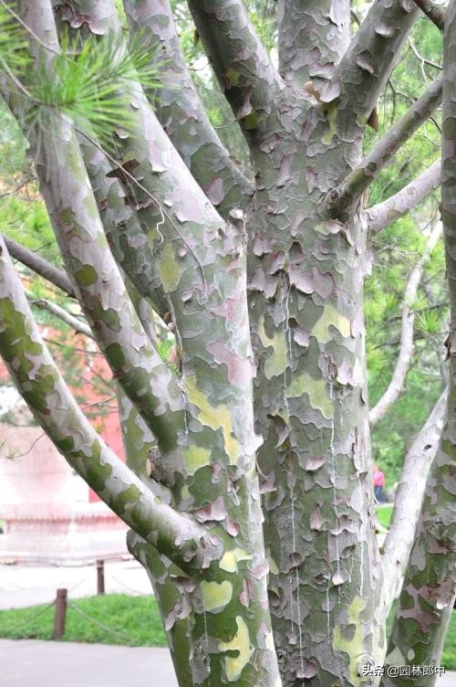 为什么一到夏季很多法桐就会出现大面积的树皮脱落现象？