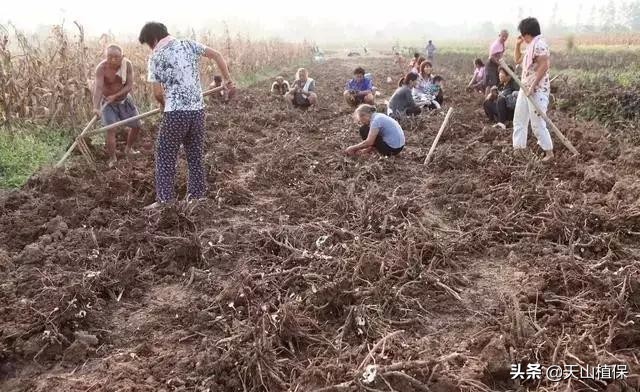 种植枸杞、金银花、天麻和桔梗，用途多销路广，市场供不应求