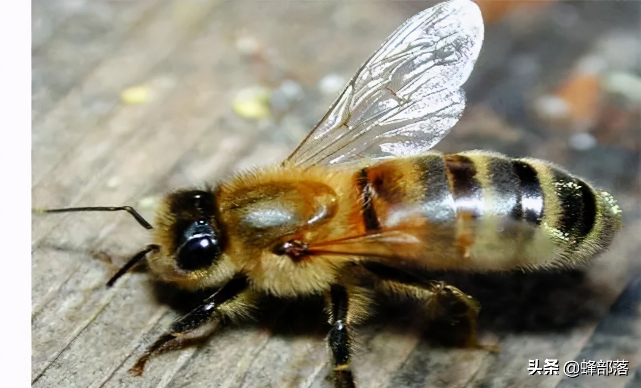 蜂群上演《丧尸》现实版,死亡蜜蜂还跳舞,"尸变"了?夏季最多