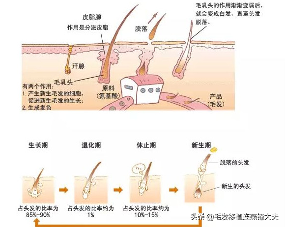 脱发的你，一定要知道毛囊检测的这个秘密！