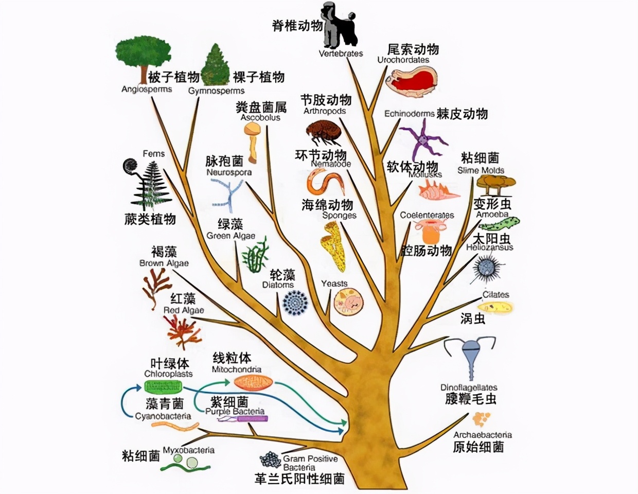都共用一个器官,肯定是这样的方式是在"自然选择"下被留下来的性状