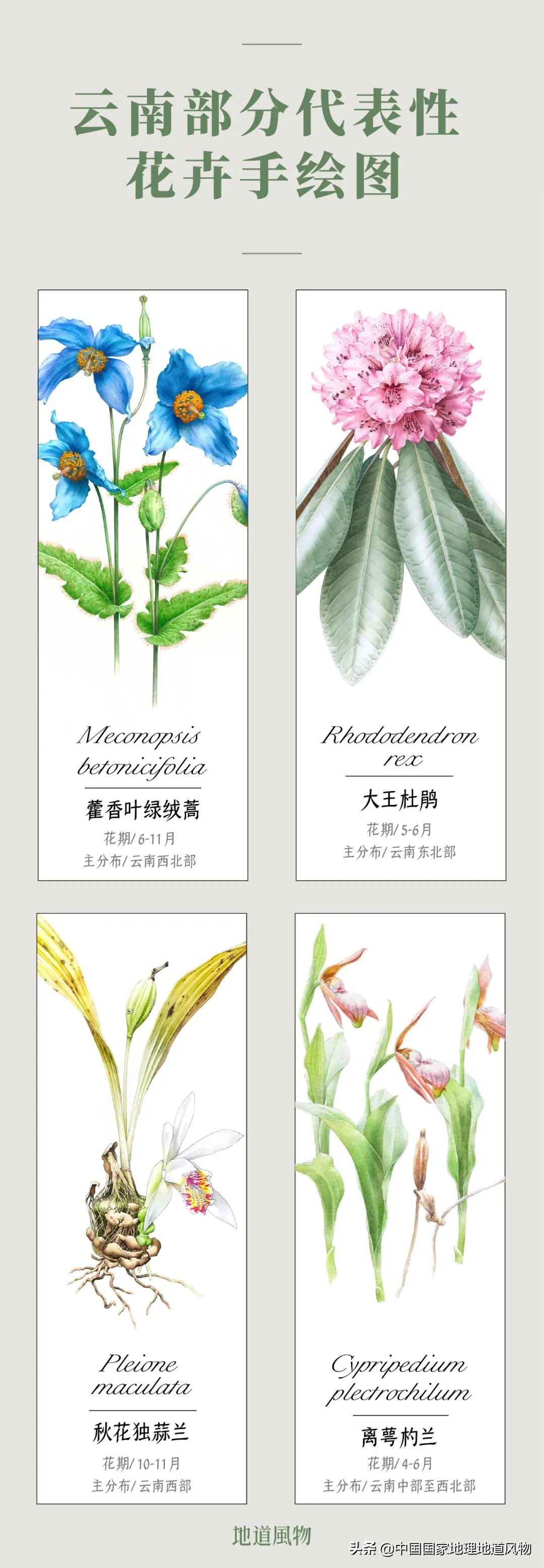玫瑰、兰花、康乃馨，牡丹、杜鹃、山茶花，云南的花到底有多美？