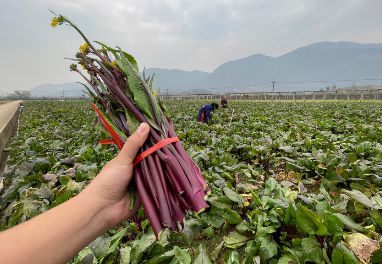 我国的特产蔬菜红菜薹，曾与武昌鱼齐名，种1次收8次，天冷更好吃