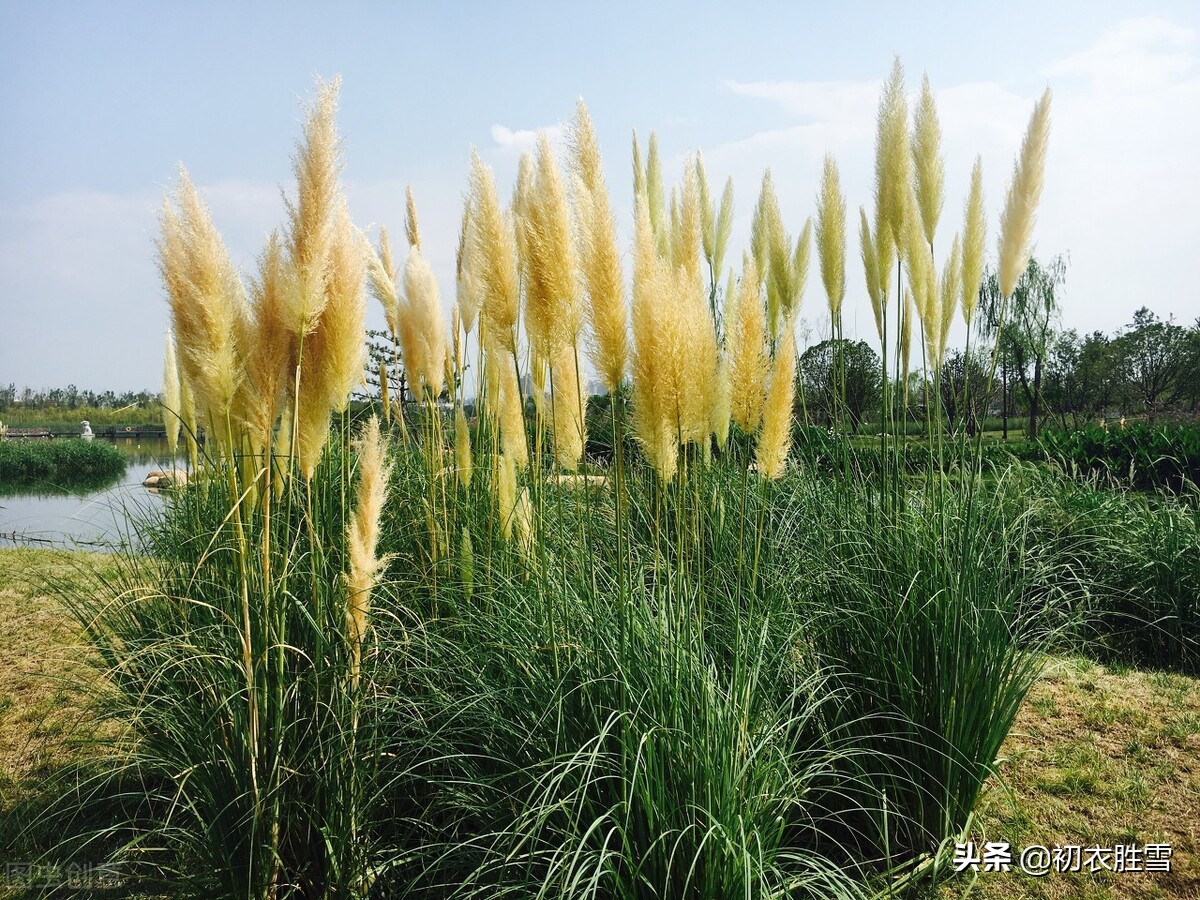 形容秋季芦苇的优美句子