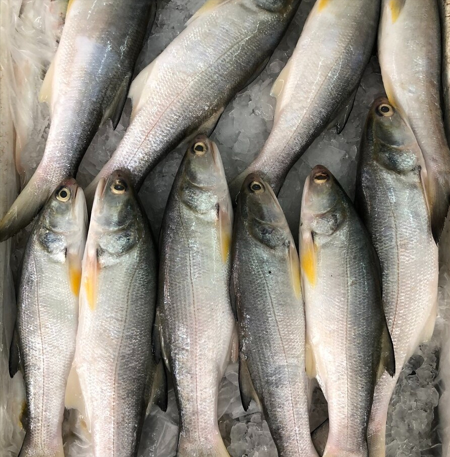 不愧是排名第一好吃的海鱼,肉质鲜嫩鱼刺少,清蒸最鲜美营养高