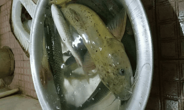 剑骨鱼是什么鱼「精华」 _生活常识_小高教学网