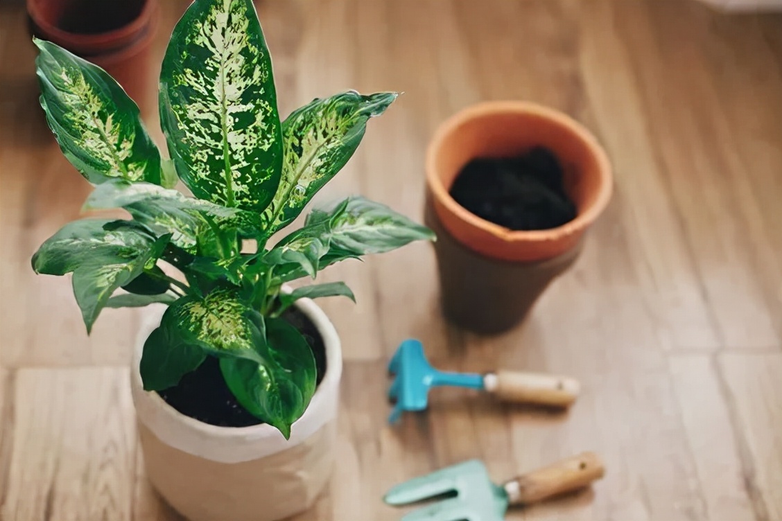 11种适合养在浴室里的观赏植物,养护得当也有机会开花