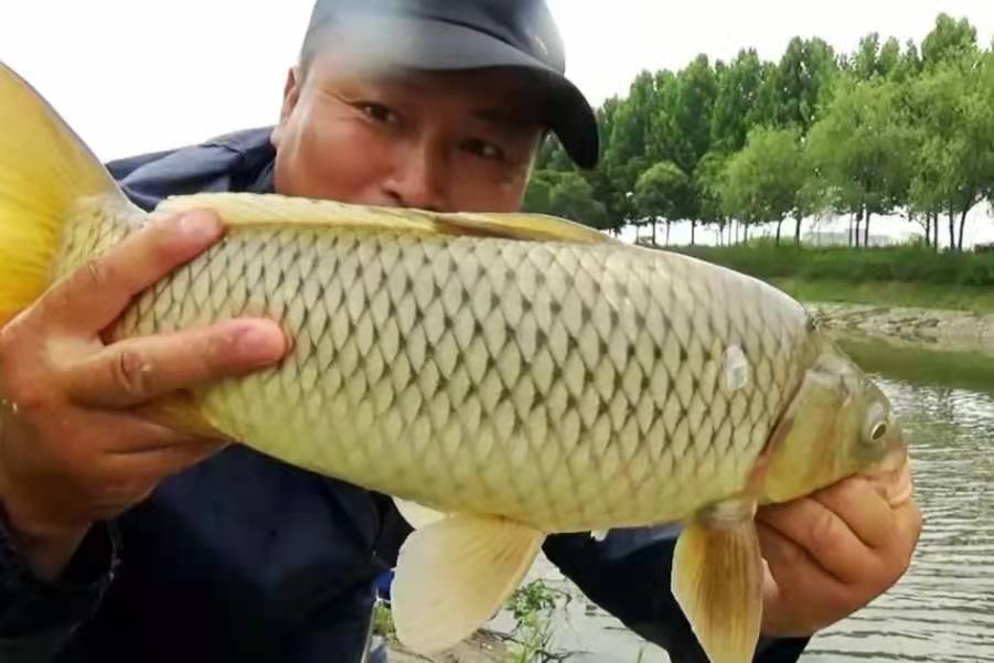 春钓鱼技巧野钓鲫鱼口诀（牢记4句口诀鲫鲤鱼轮番上钩）