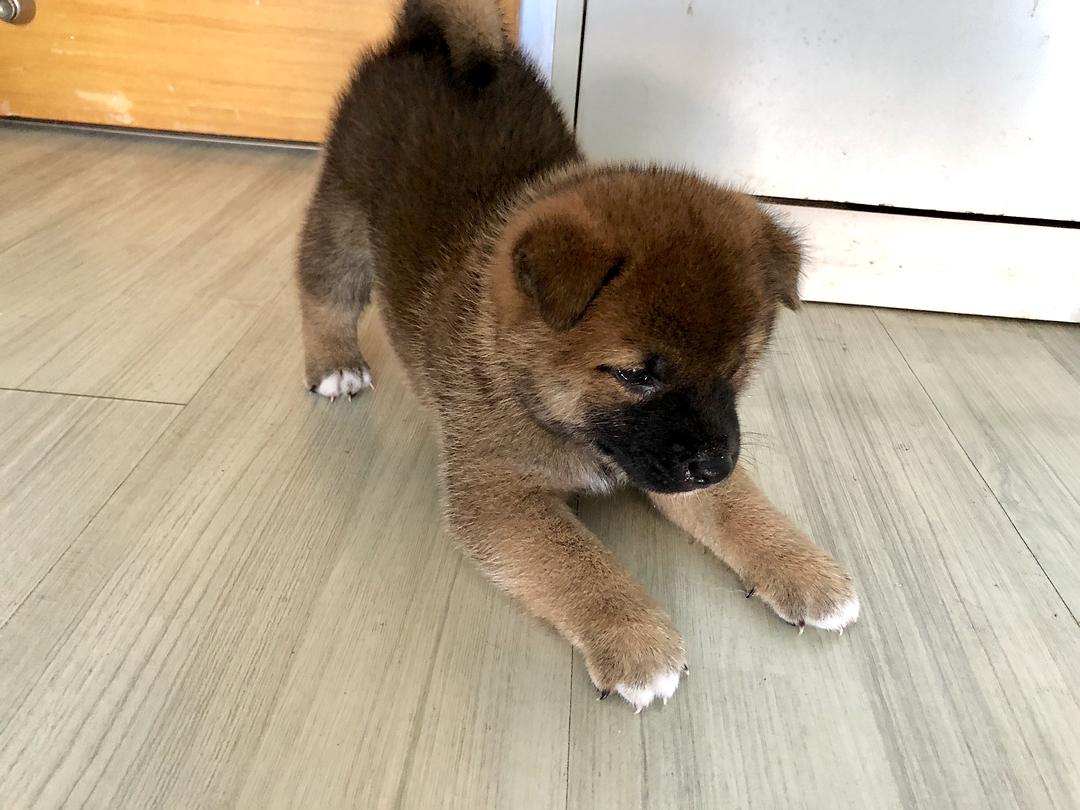 中華田園犬和柴犬區別(5點區分中華田園犬和柴犬)