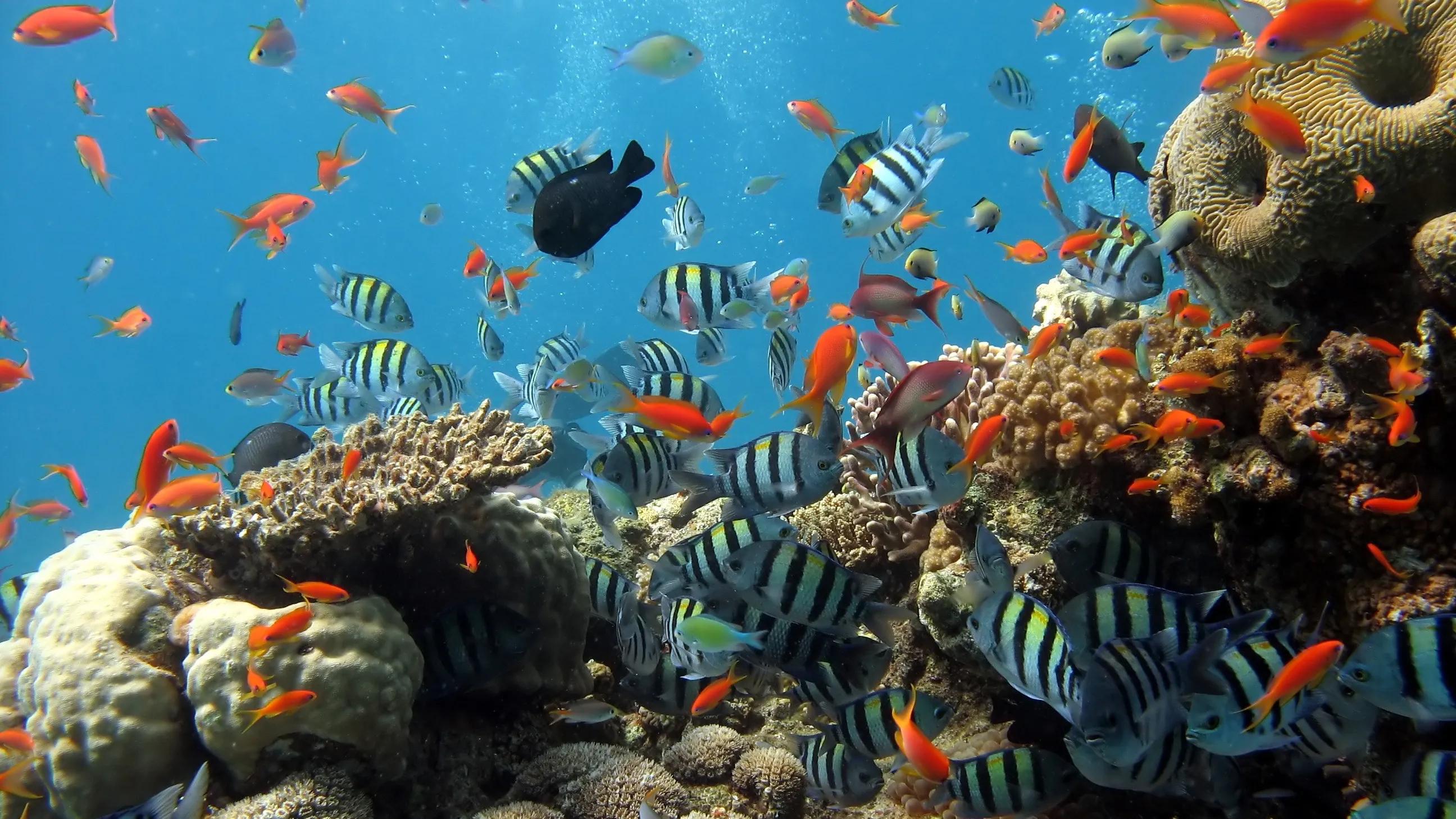 这些设备在专门的海洋水族店可以找到