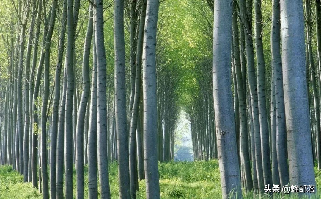 农业农村部：2021年耕地补贴1205亿，直补到户，看看哪些人受益？