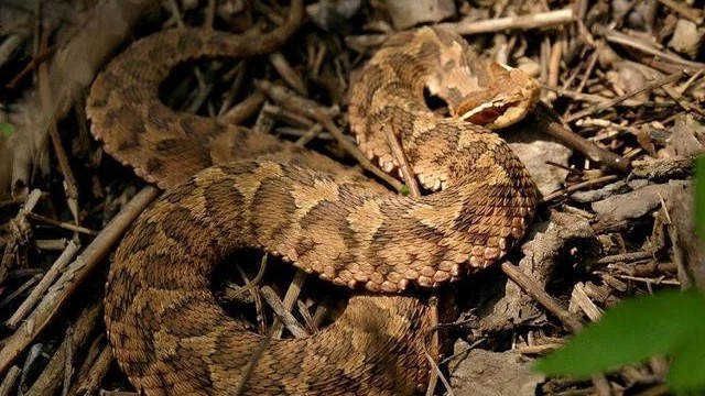 早期飞蛇病的图片(小心) - 赤虎壹号