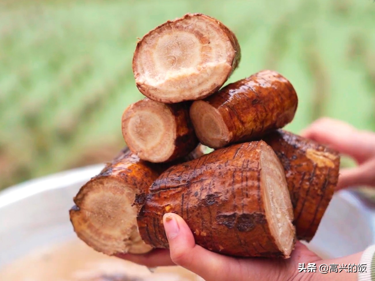 葛根长得像地瓜,却与"人参"齐名,现在吃正当时,好多人不认识
