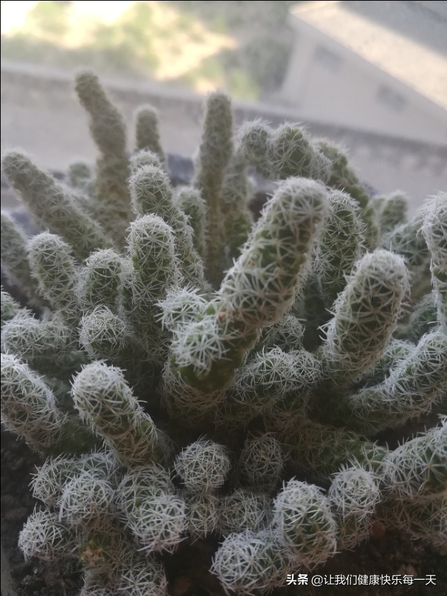 银手指多肉植物怎么养经验分享「精心整理」 -骁龙网