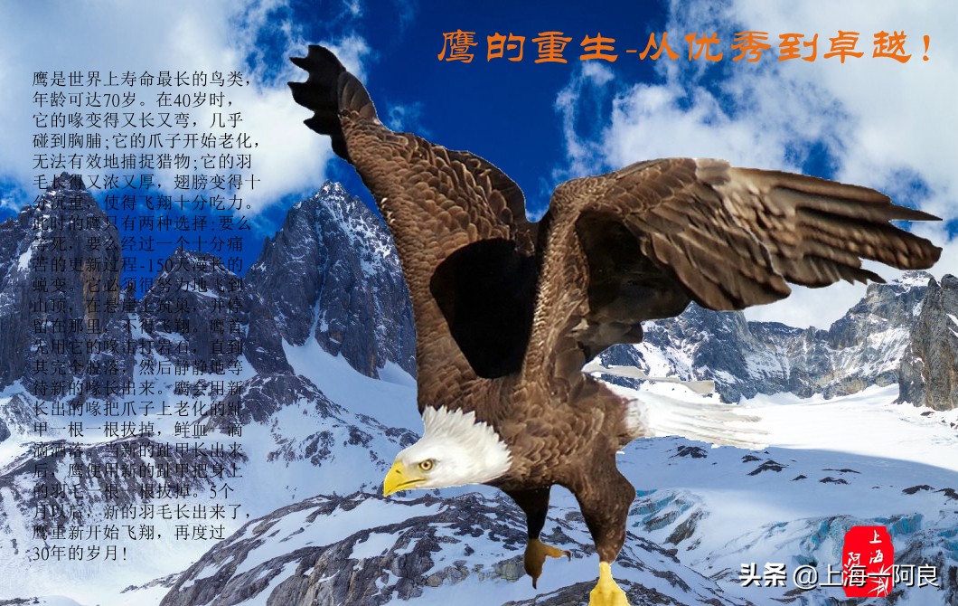 鹰的重生之感悟