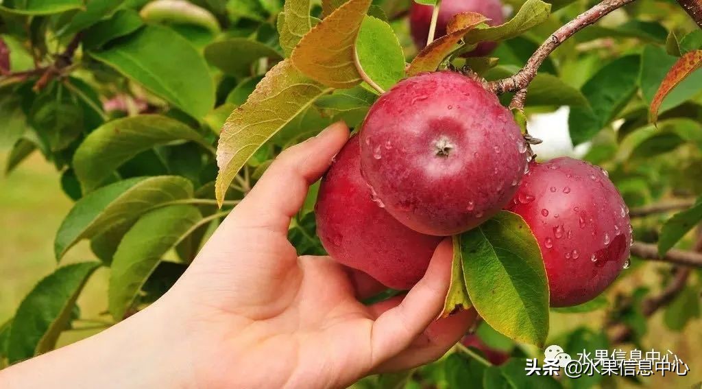 苹果几月成熟（常见的23种苹果的品种产地及成熟时间）