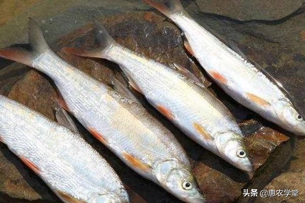 翹嘴魚價格一斤多少錢(這種魚野釣經常遇見) - 價格百科