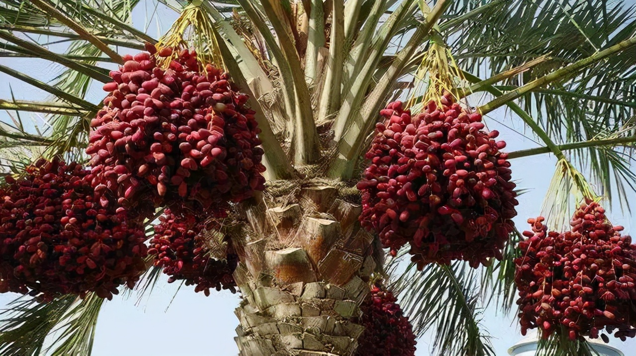 椰枣大家可能不太熟悉,又名波斯枣,番枣,是枣椰树的果实,《本草纲目》
