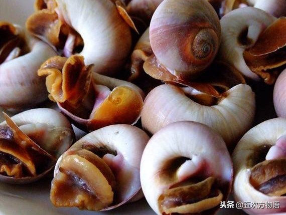 青岛常见海螺图鉴