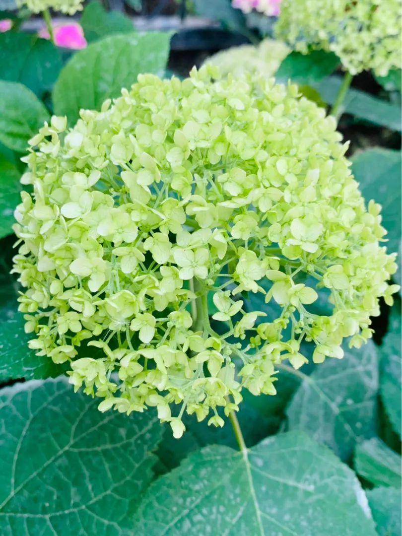 6种花特耐阴,光照不好也能养好,适合北阳台