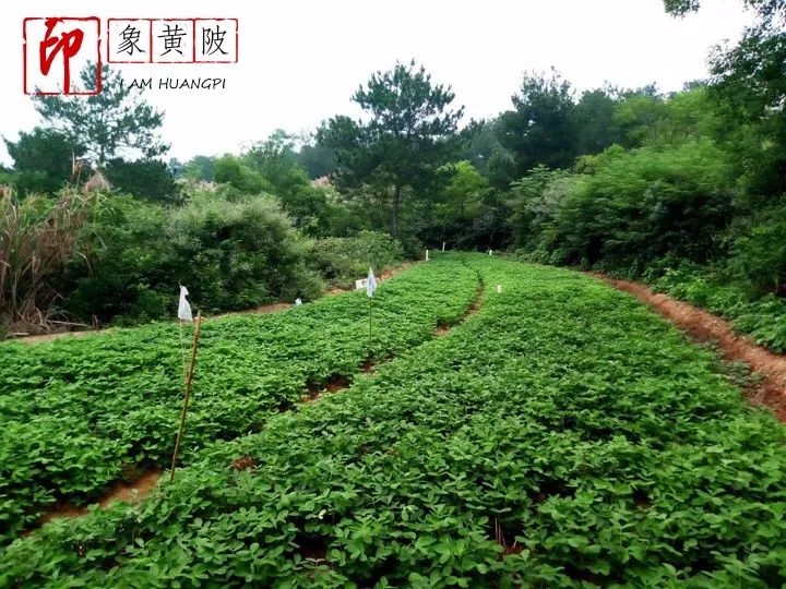 父亲，那双饱经风霜的手