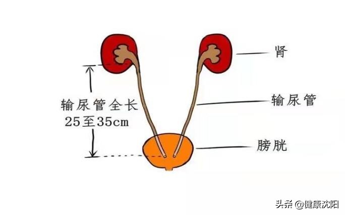 世界男性健康日 | 得了膀胱癌复查仅做膀胱镜就够了吗？