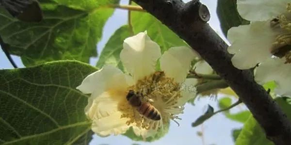 「溯源」徐香猕猴桃为何叫“徐香”？