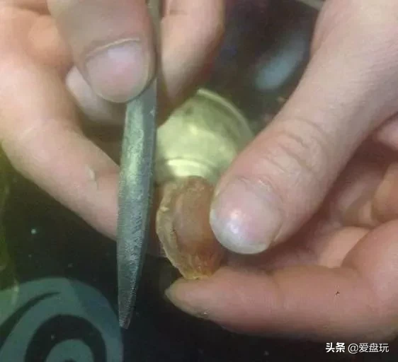 能在山上“白嫖”的10种手串,包浆超美