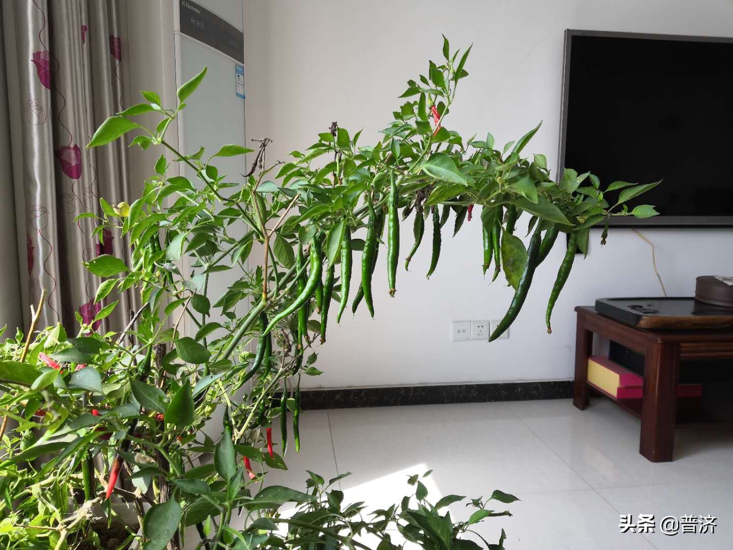 辣椒种成树:遗失多年的乡土味道,让我在18楼阳台找回来