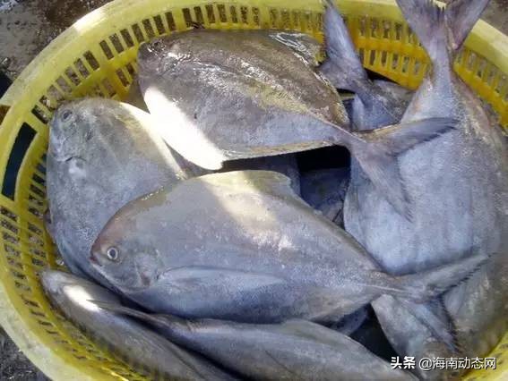 海魚圖片大全,海魚圖片大全及名稱
