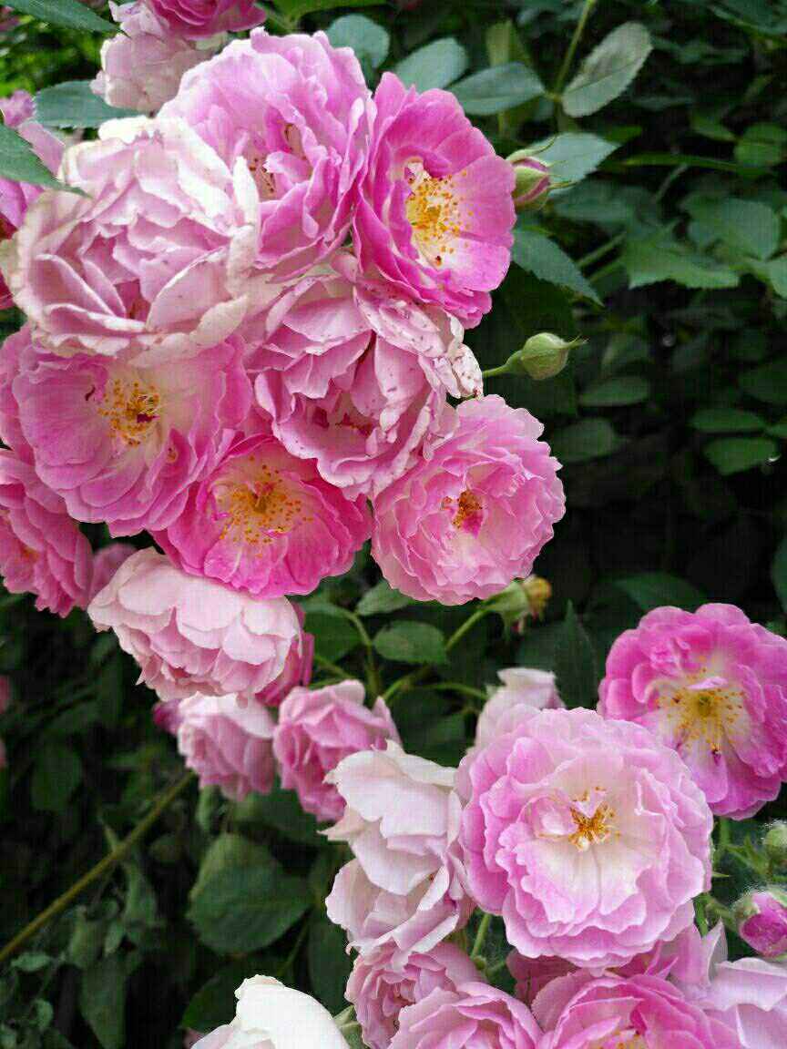 只见过1种颜色的蔷薇花?太可惜了,这些颜色都很好看