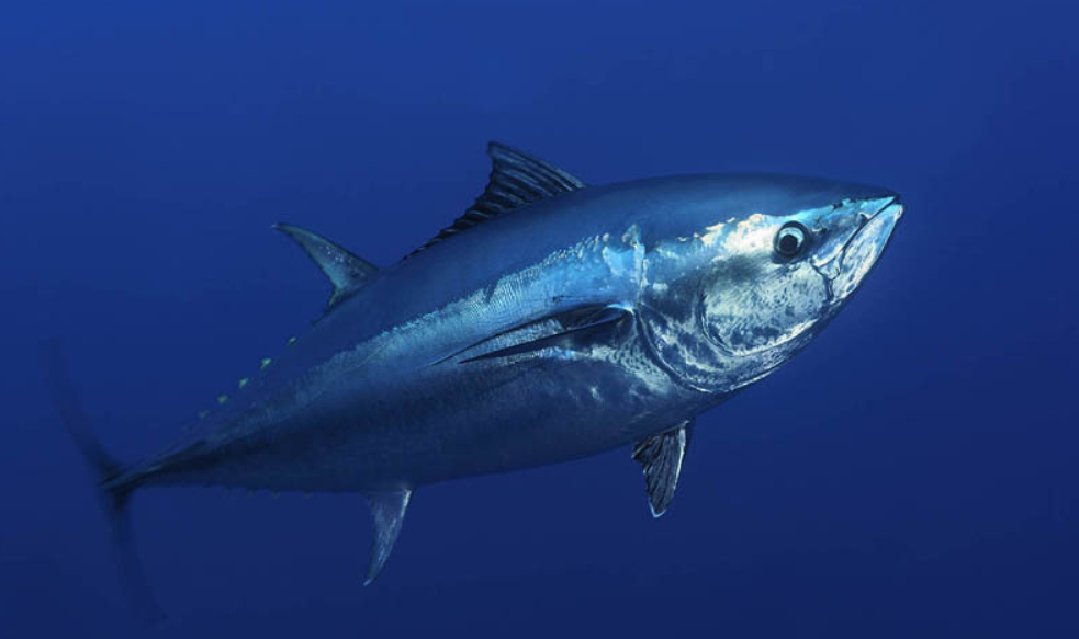 蓝鳍金枪鱼多少钱罕见
