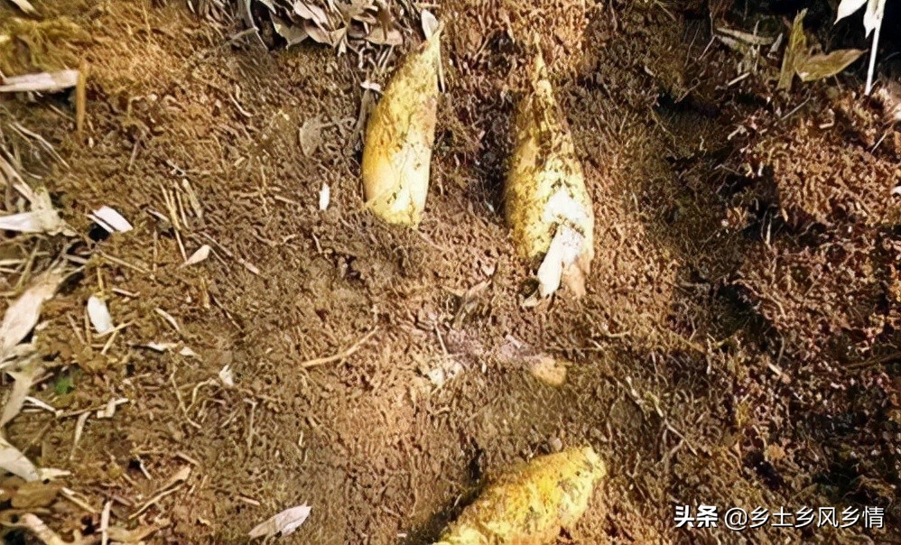 挖竹笋的方法，用这三个寻笋挖笋技巧，保证一挖一个准