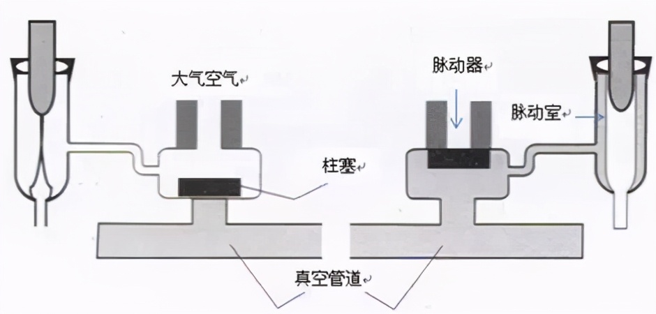 奶牛挤奶奶衬选择？