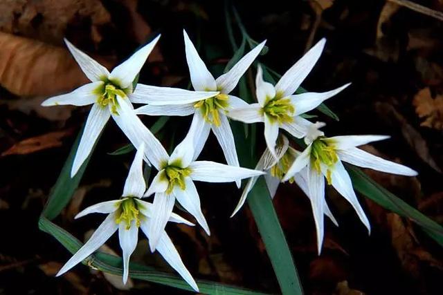 山慈菇:虽为野花,却不乏属于自己的风采