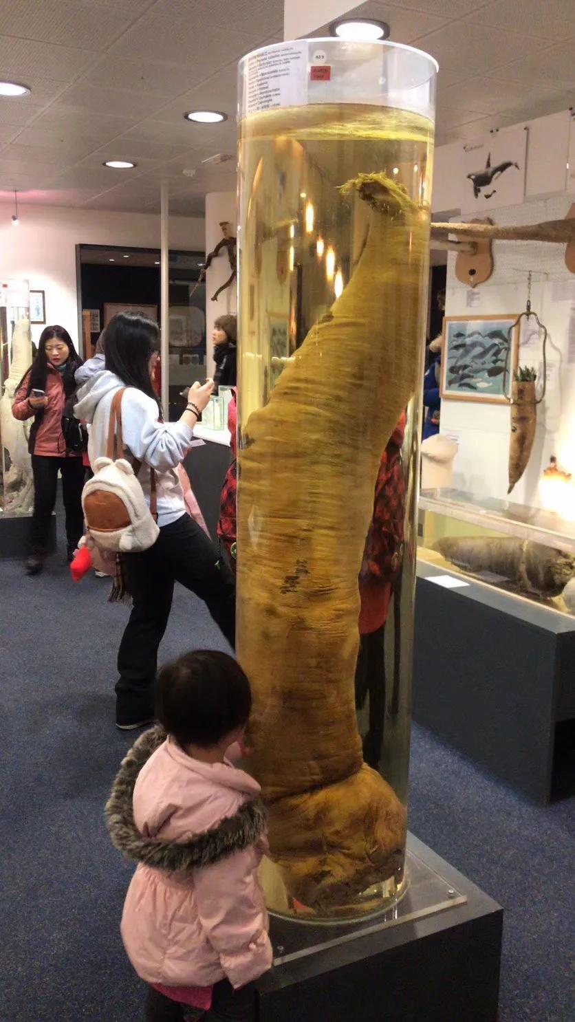 千奇百怪的动物丁丁,原来都是"内卷"的结果