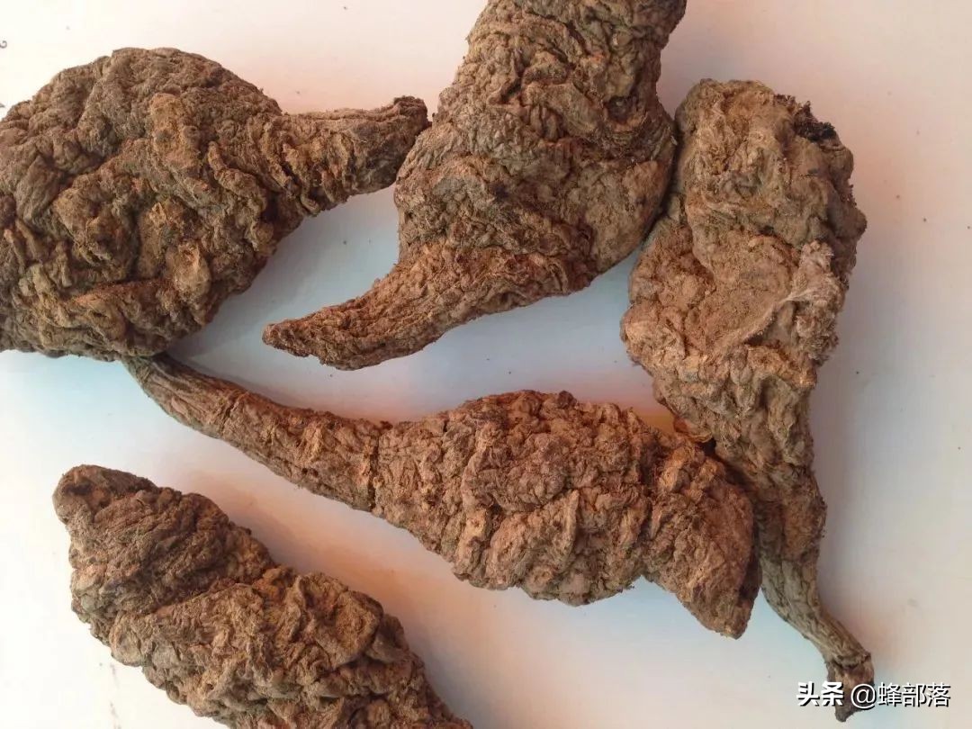 什么藥材好種植,什么藥材好種植又賺錢