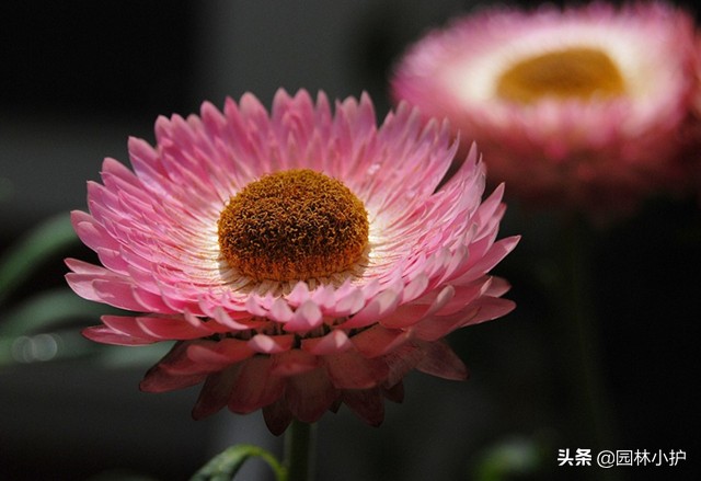 红色菊花代表什么意思（不同品种的菊花花语）