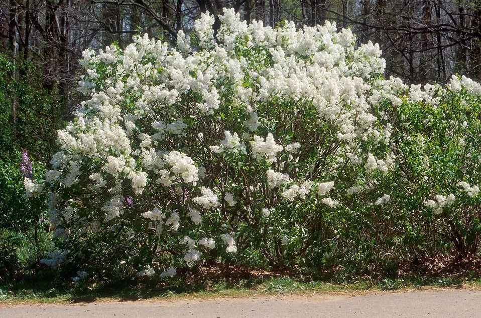 丁香花适合什么土壤(丁香花适合什么土壤养殖)